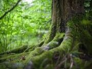 择良木而栖，成一生之“福”——福湘取材之道