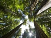 223个国际科学家敦促BC省保护其省级雨林