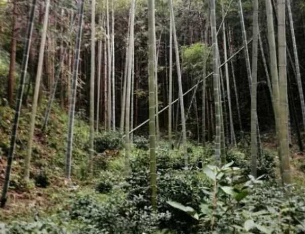 板材网