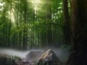 森林有氧板，让家居时刻享受“森”呼吸