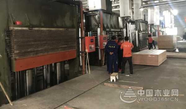 十年砥砺 名兔板材未来蓬勃可期