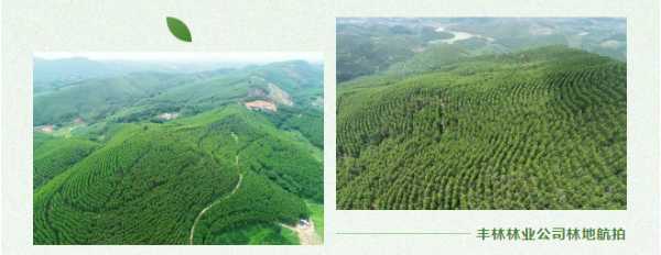 植此青绿正当时，绿色发展向未来：丰林集团二十六年造林实践之路