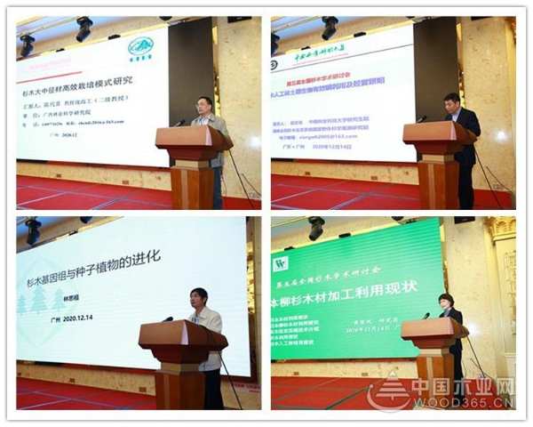 十大生态板品牌|壮象董事长叶新忠当选中国林学会杉木专业委员会常务委员