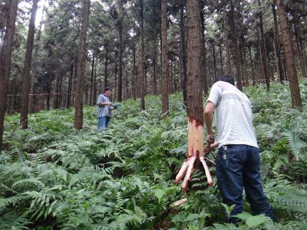 福湘通过“速生人工林绿色产业链循环增效关键技术创新与应用”综合验收