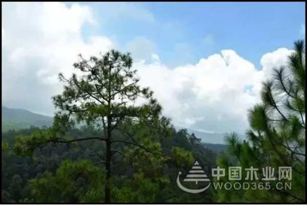 兔宝宝实木地板，值得信赖的地板