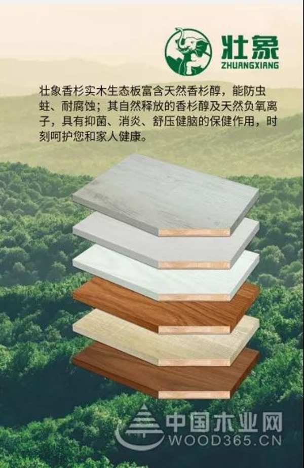 喜报：壮象再次荣获