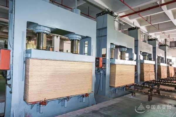 大王椰工厂实力加码，板材品质全面升级！
