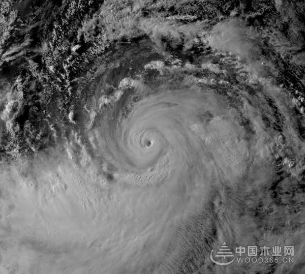莫干山地板8·11厂购|比“利奇马”更强势，莫粉的热情势不可挡！
