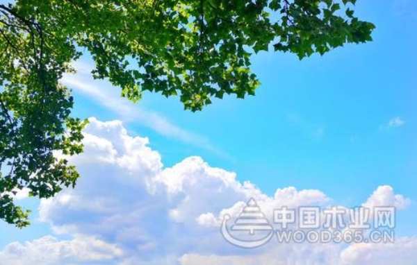 融化的夏日，家里有它太令人赏心悦目了！！！