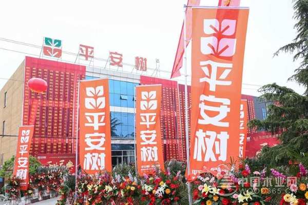 余音绕梁·欢聚犹在｜再度回味平安树山东运营中心开业、平安树临沂质检中心成立仪式暨平安树全国经销商大会