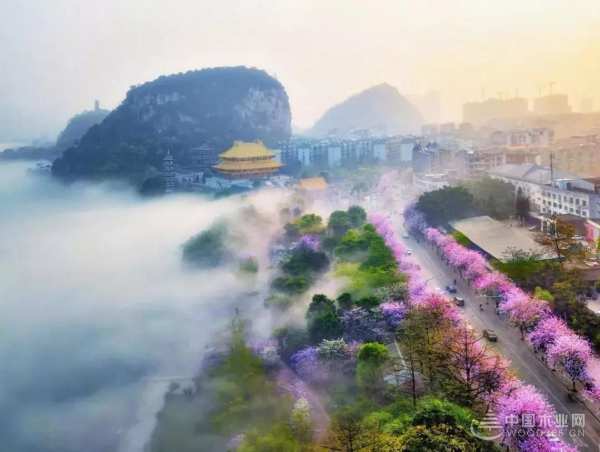 三月春雨美如画，满城紫荆醉龙城 ——鹏森缘向您发出诚挚邀请！
