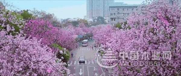三月春雨美如画，满城紫荆醉龙城 ——鹏森缘向您发出诚挚邀请！
