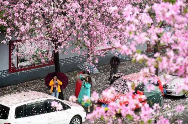 三月春雨美如画，满城紫荆醉龙城 ——鹏森缘向您发出诚挚邀请！