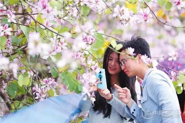 三月春雨美如画，满城紫荆醉龙城 ——鹏森缘向您发出诚挚邀请！