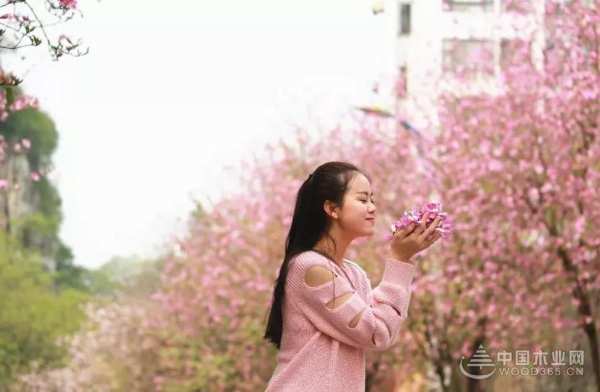 三月春雨美如画，满城紫荆醉龙城 ——鹏森缘向您发出诚挚邀请！