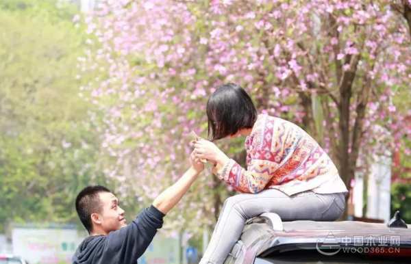 三月春雨美如画，满城紫荆醉龙城 ——鹏森缘向您发出诚挚邀请！