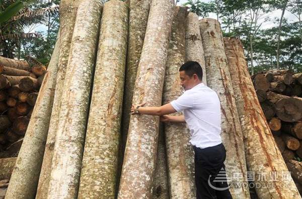大王椰楠香木：优选进口板芯的五大理由