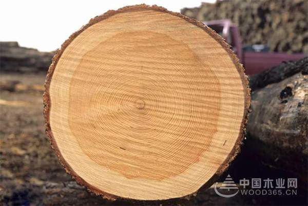 象道金杉木生态板  精湛工艺绽放品质色彩！