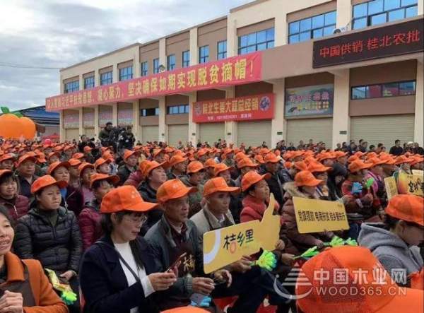 中国十大环保板材——壮象董事长为融安香杉产业代言