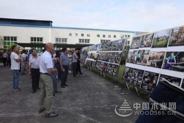 壮象：融安香杉喜迎盛会