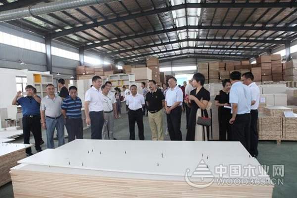 壮象：融安香杉喜迎盛会