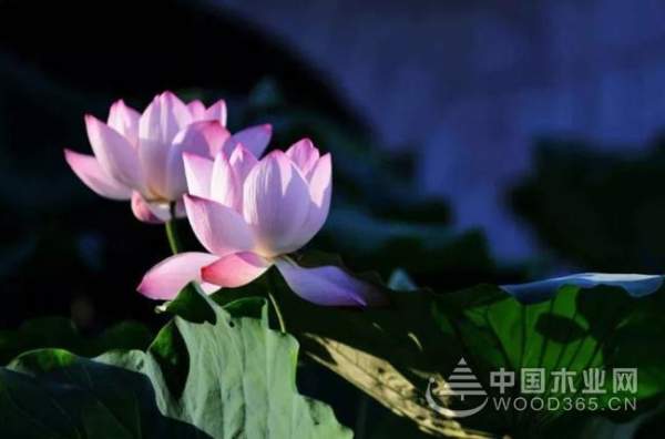 板材十大品牌大王椰板材打造家居新诗意