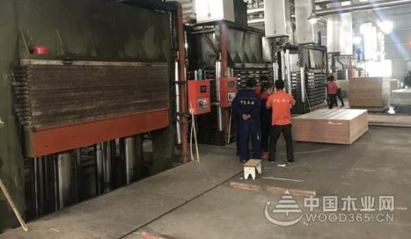 十年砥砺 名兔板材未来蓬勃可期