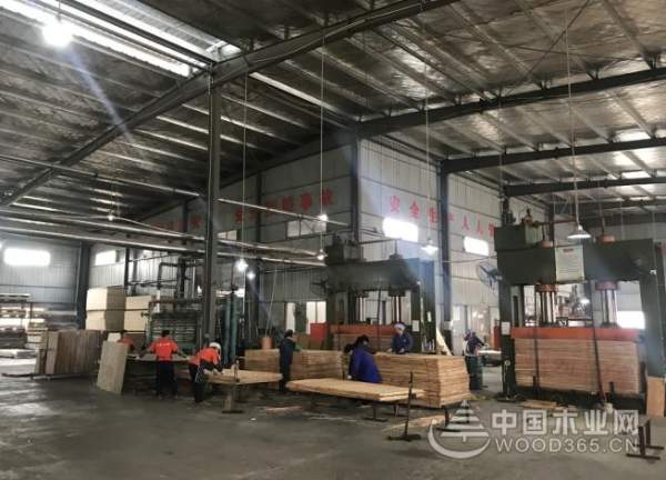 十年砥砺 名兔板材未来蓬勃可期