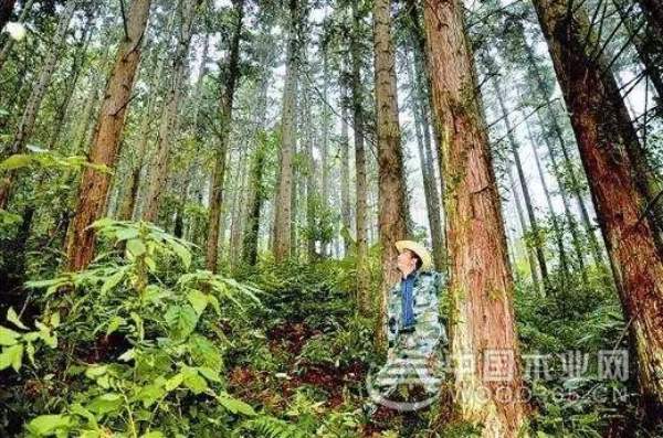 益家居杉木生态板：为家添加一份森林的气息