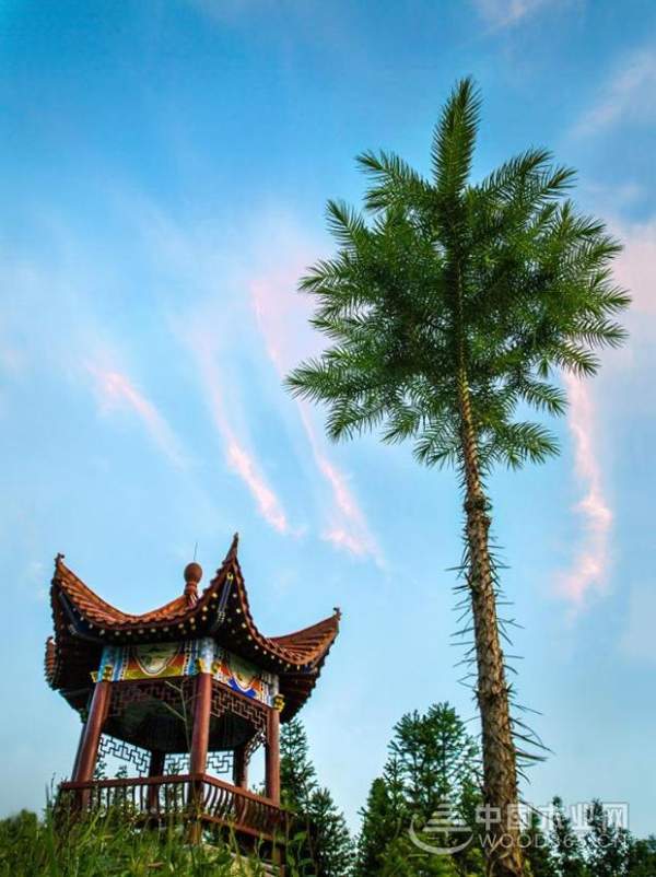 壮象：香杉的秘密，它凭什么被称为国木之首？